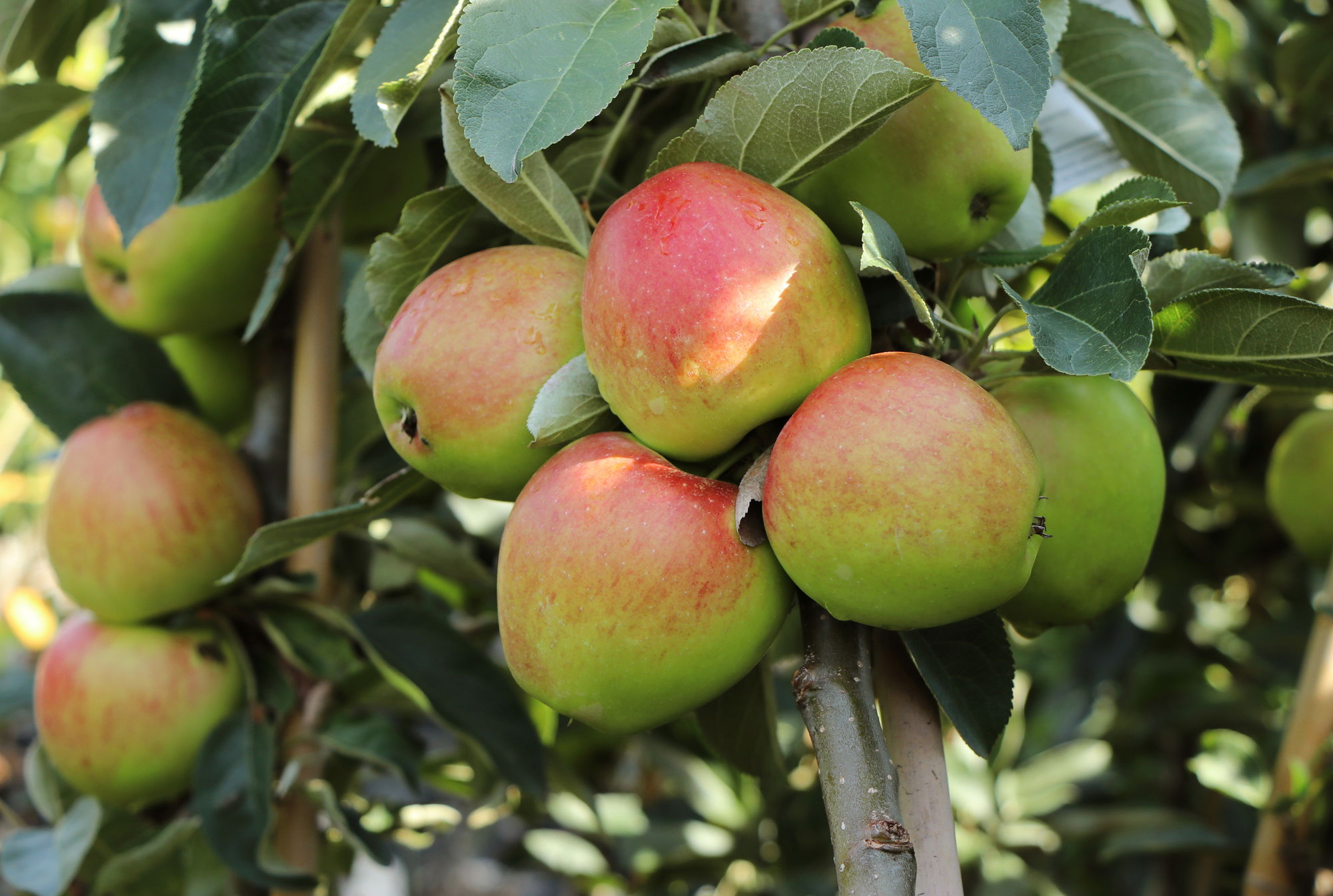 Pflanzanleitung für Obstgehölze