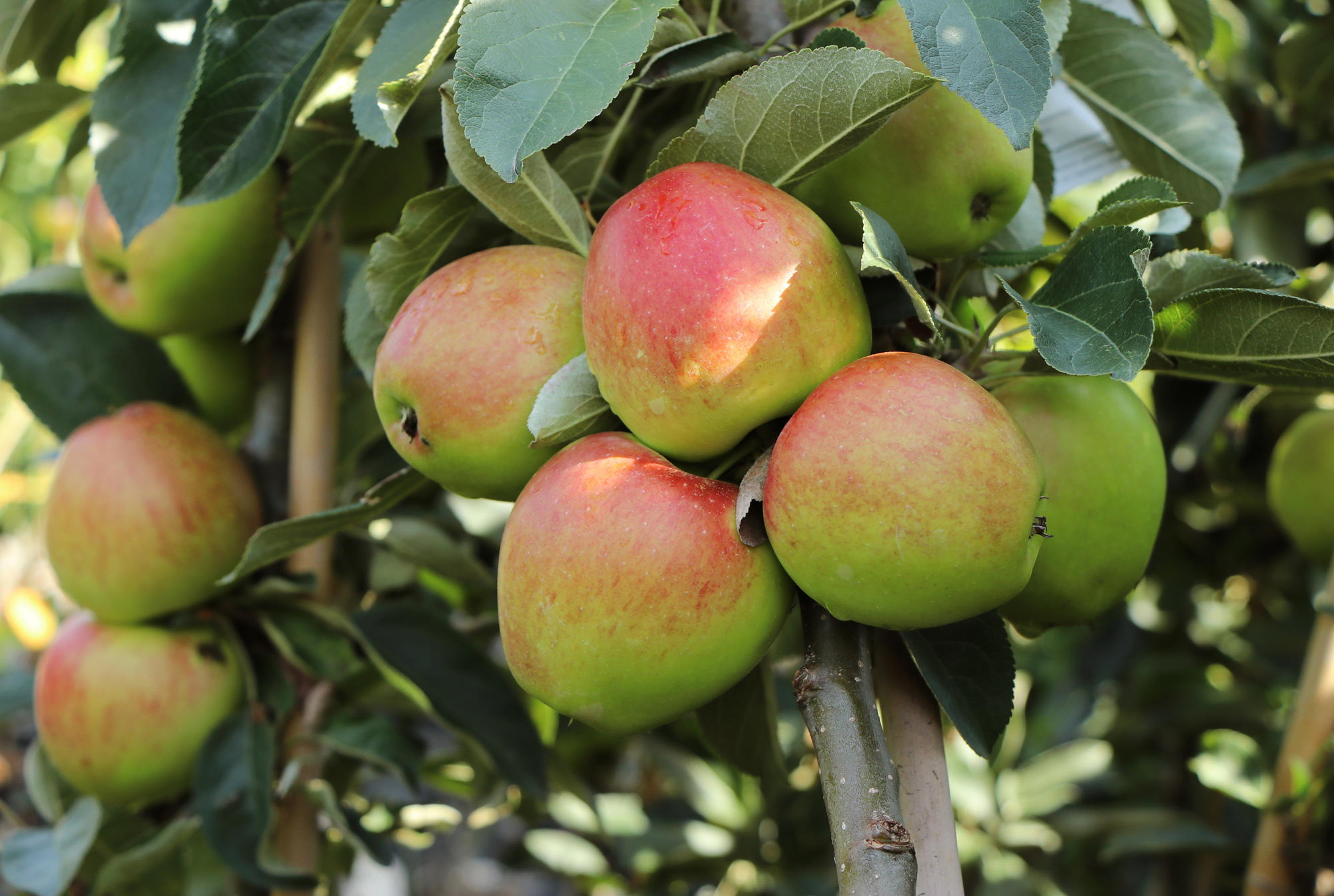 Pflanzanleitung für Obstgehölze