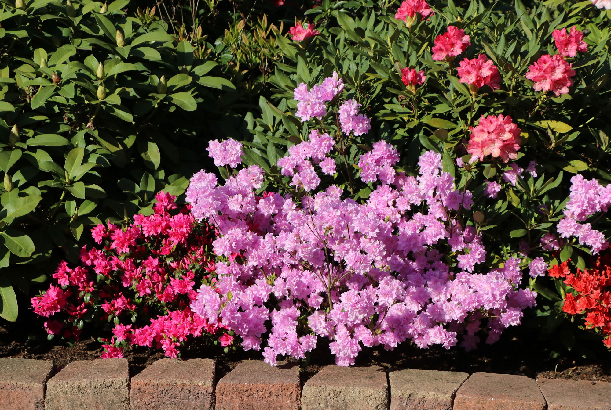Pflanzanleitung für Rhododendren und Azaleen