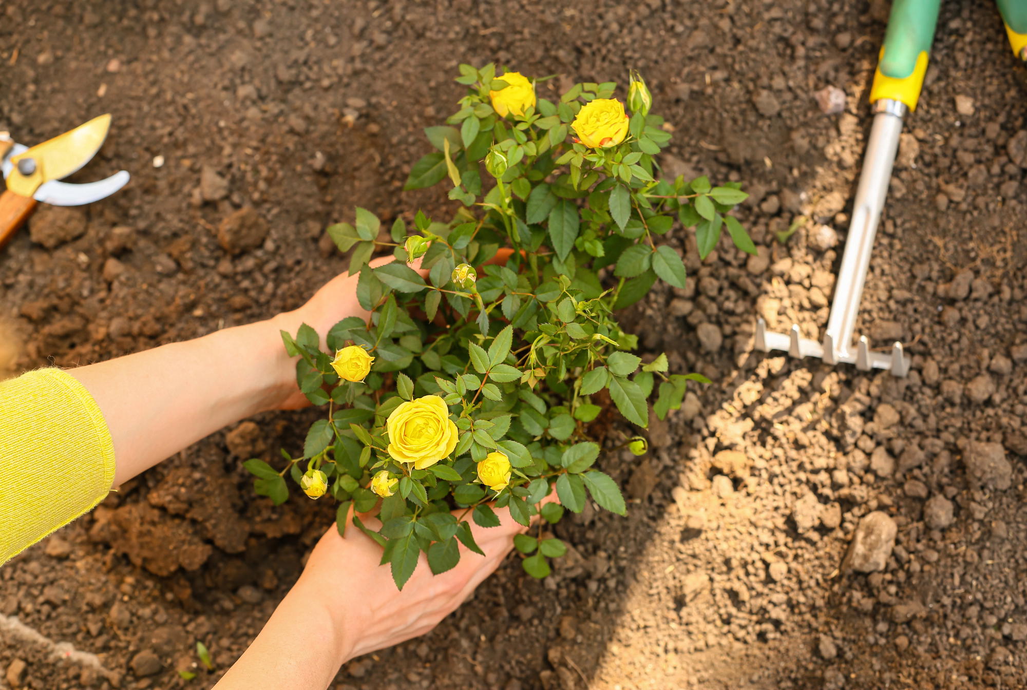 Pflanzanleitung für Rosen