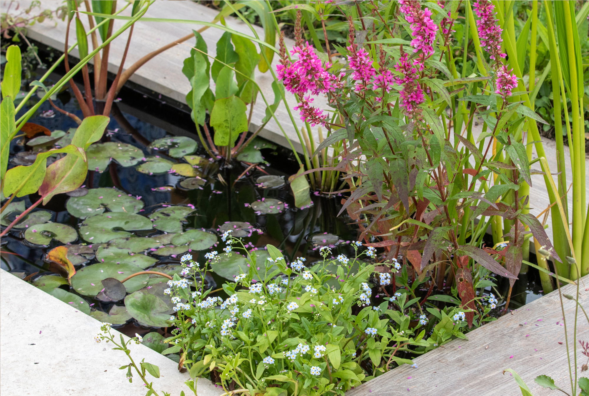 Pflanzanleitung für Teichpflanzen