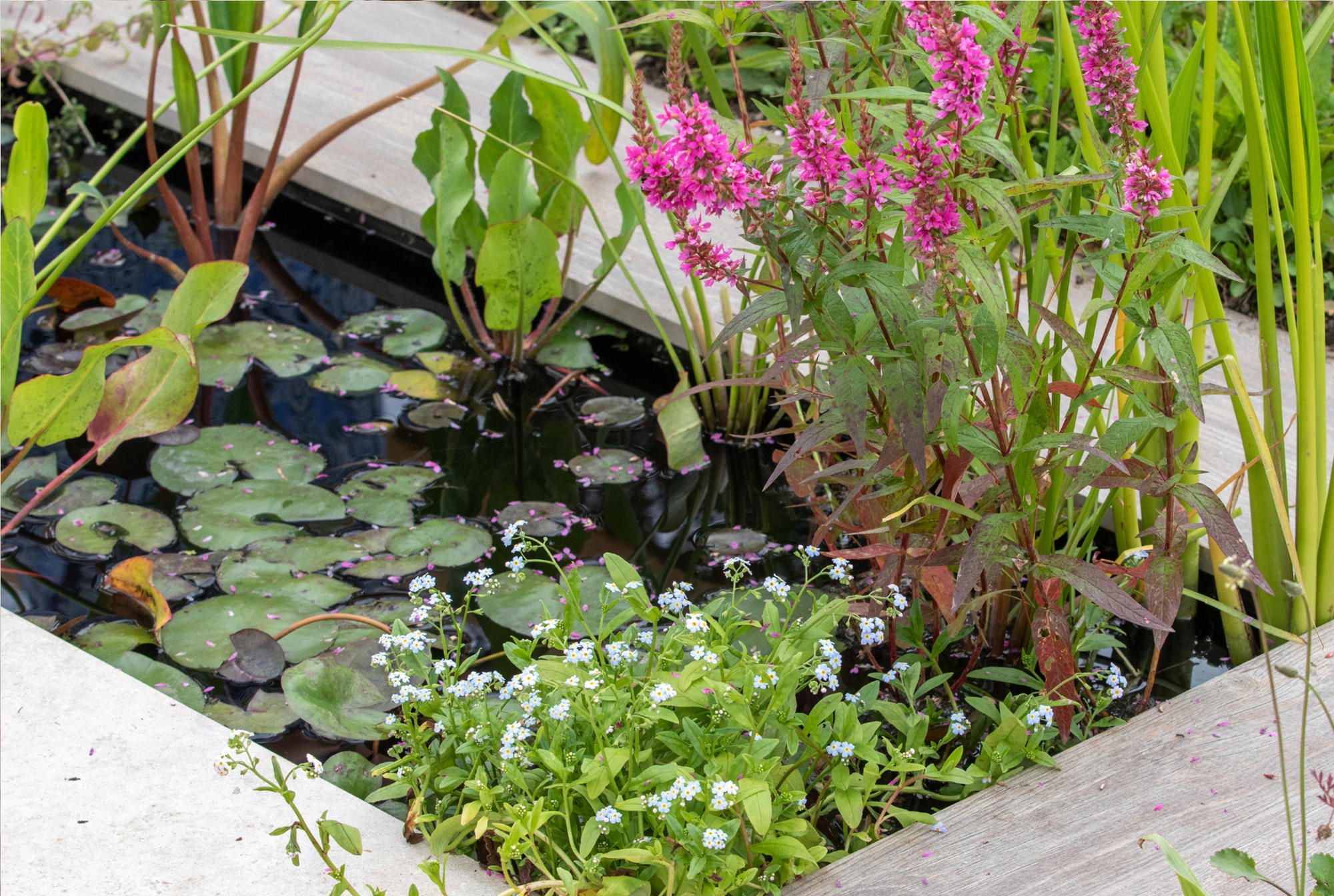 Pflanzanleitung für Teichpflanzen
