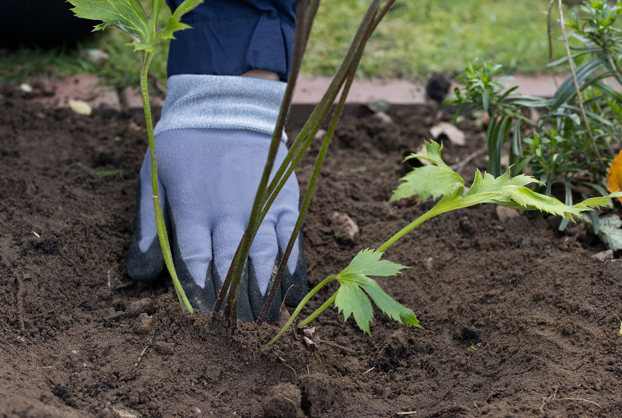 Pflanzanleitung für Topf- und Containerpflanzen