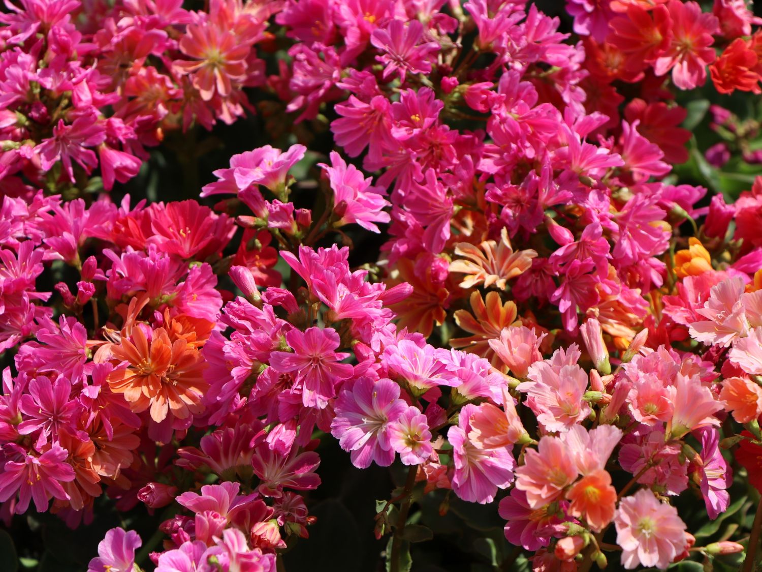 Pflanzanleitung für Wildblumenwiesen