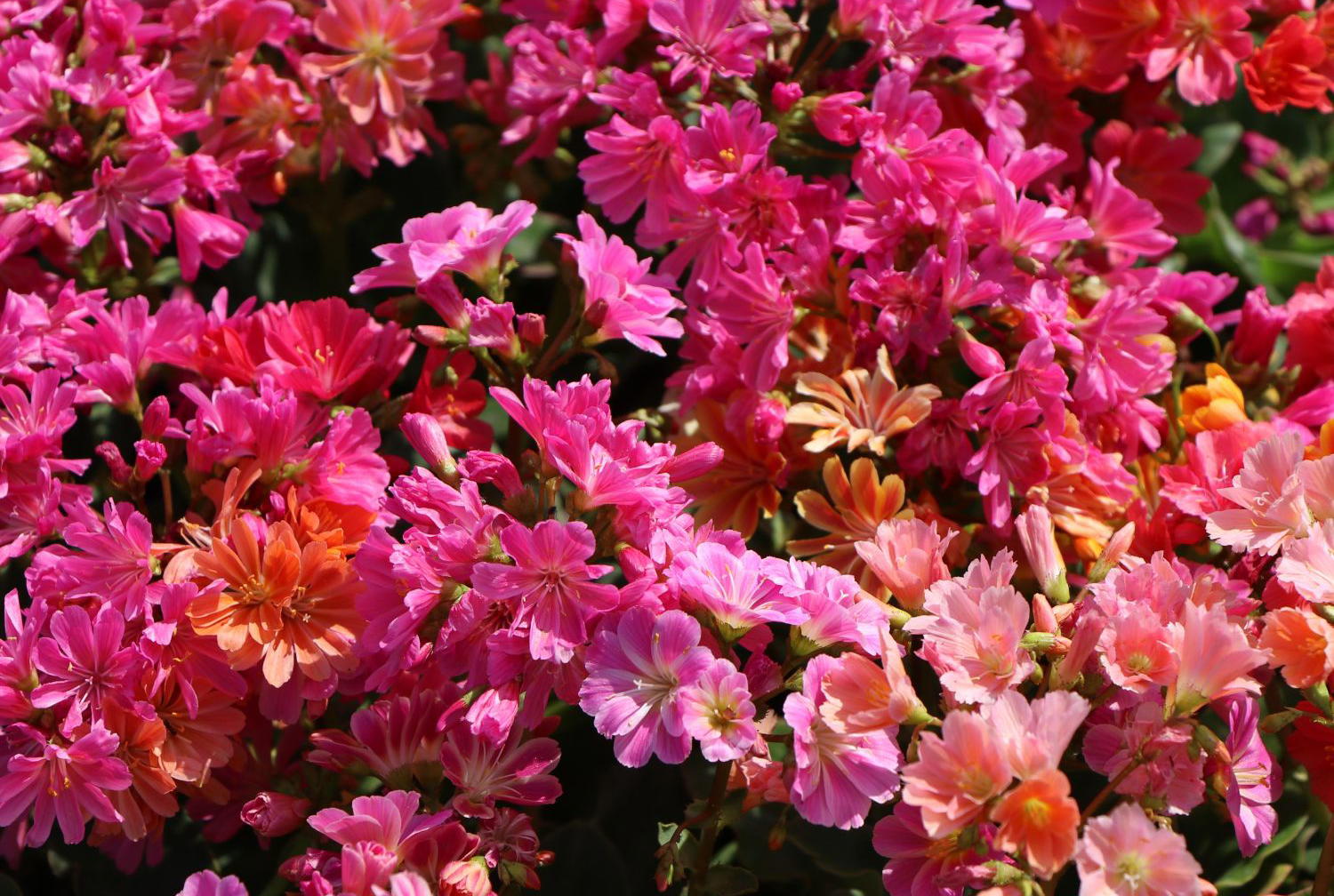 Pflanzanleitung für Wildblumenwiesen