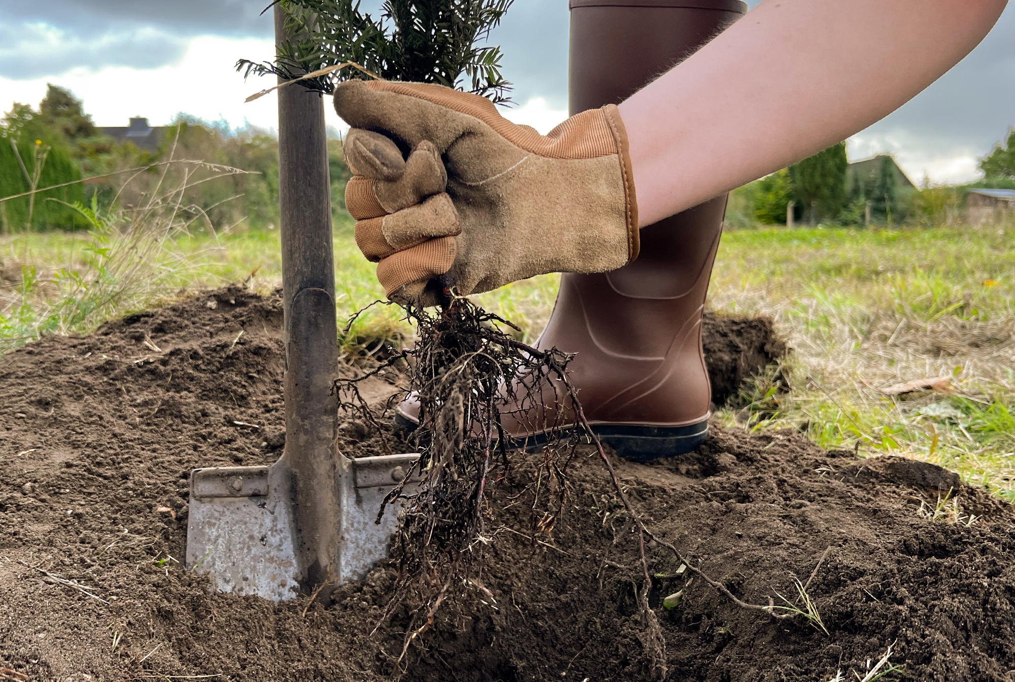 Pflanzanleitung für Wurzelware