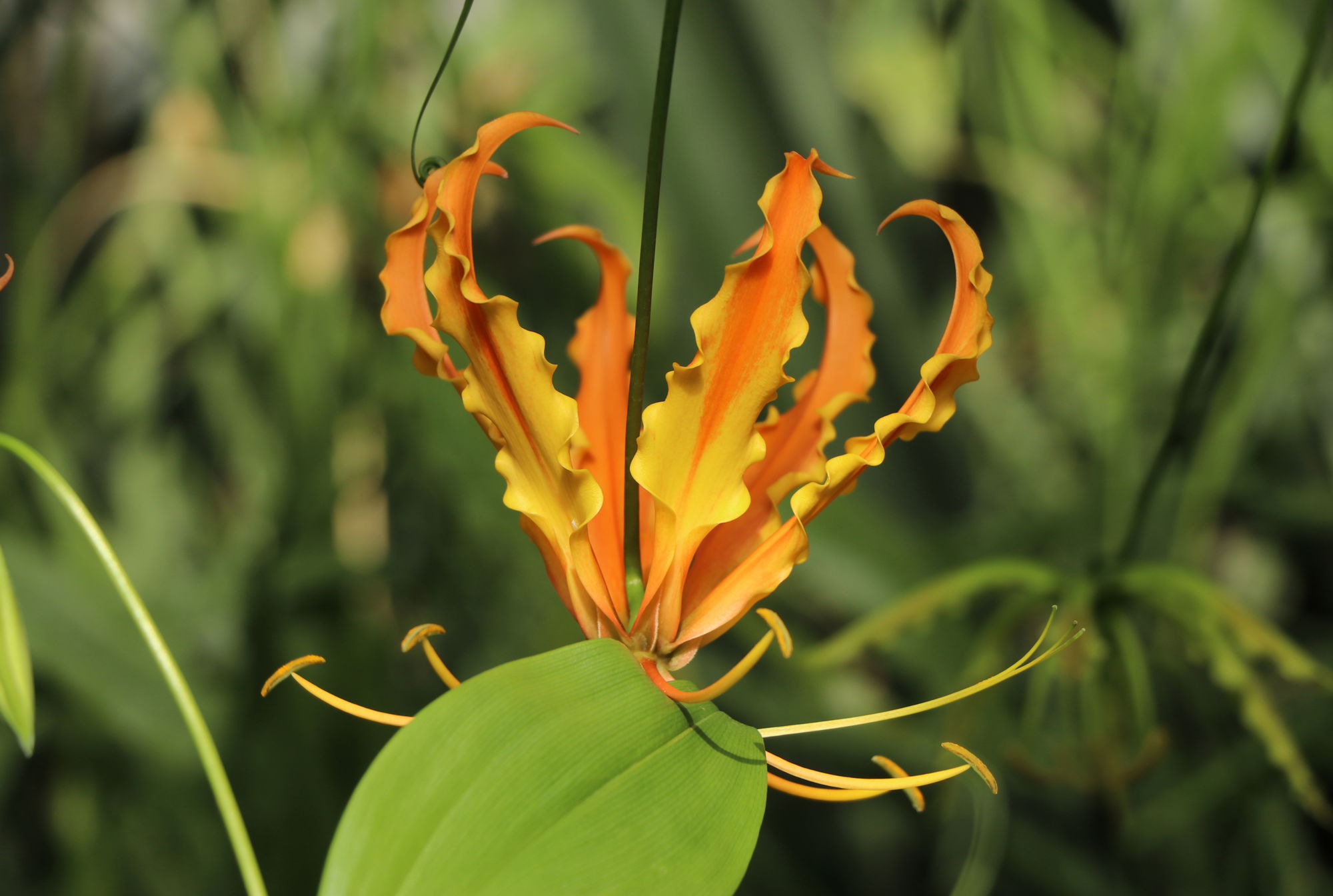 Pflegetipps für besondere Pflanzen