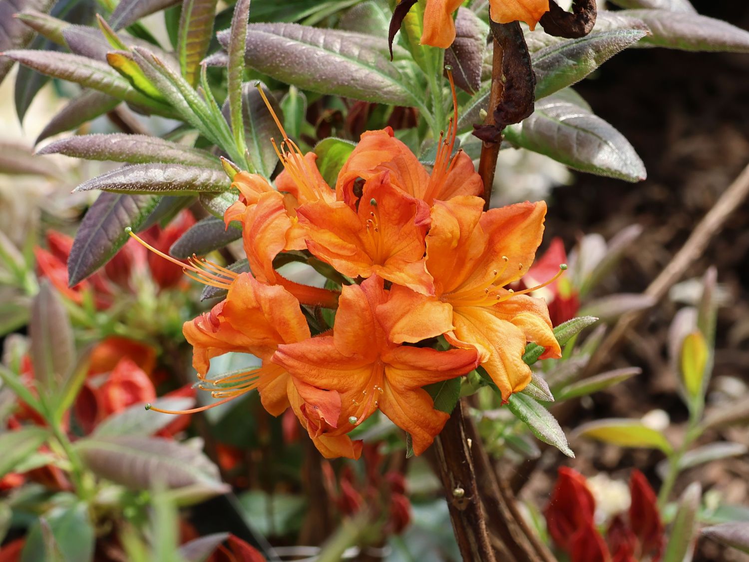 Rhododendron-Typen erklärt
