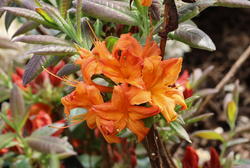 Rhododendron-Typen erklärt
