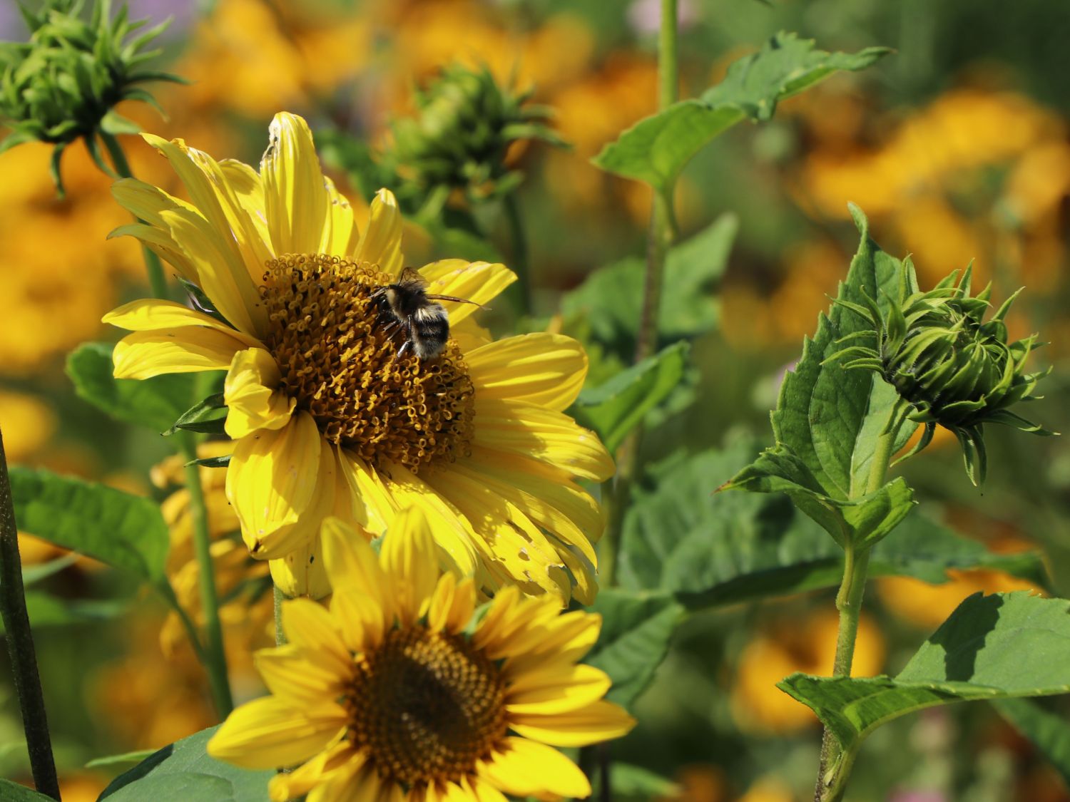 Sommer im eigenen Garten: Optik, Arbeiten und Tipps