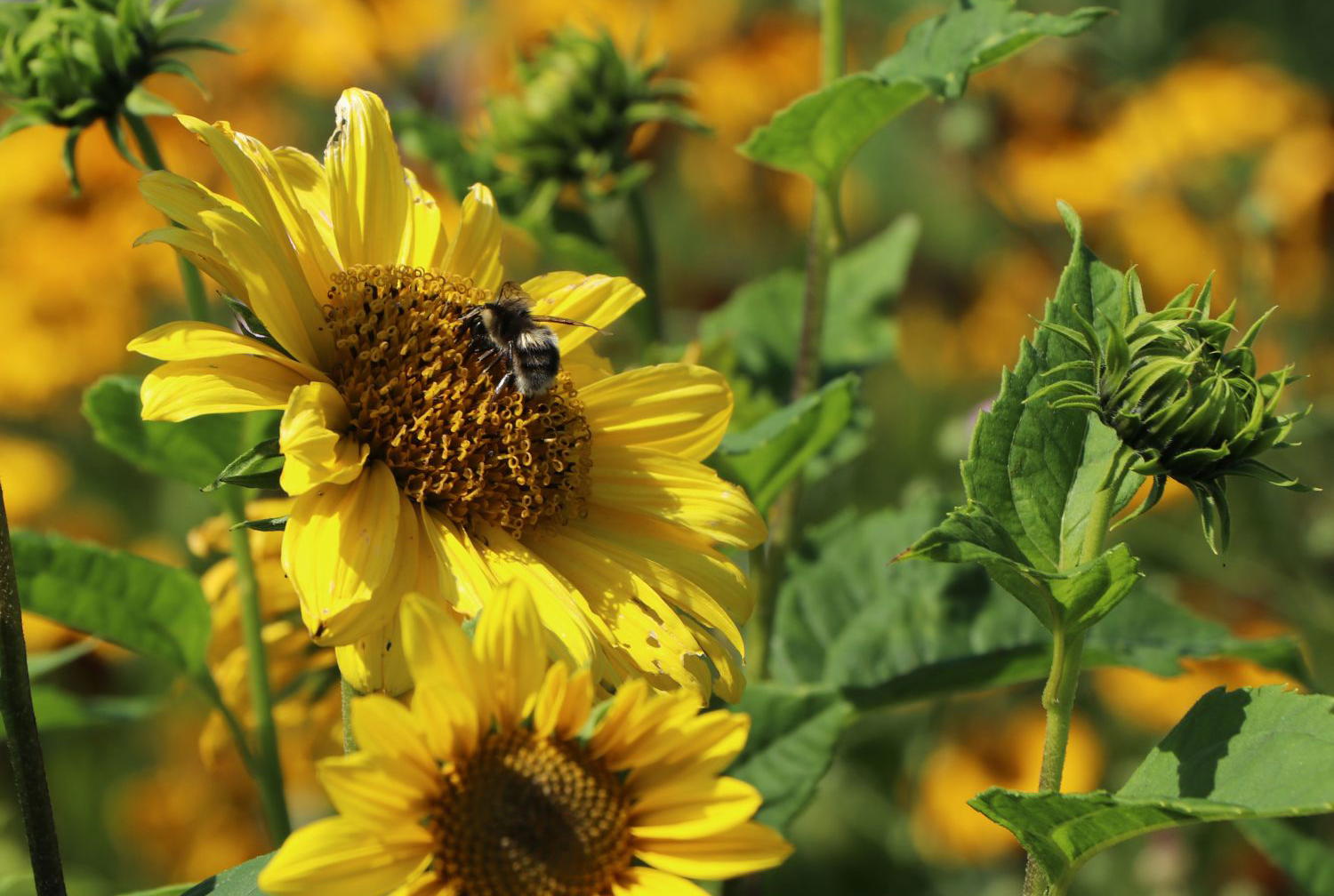Sommer im eigenen Garten: Optik, Arbeiten und Tipps