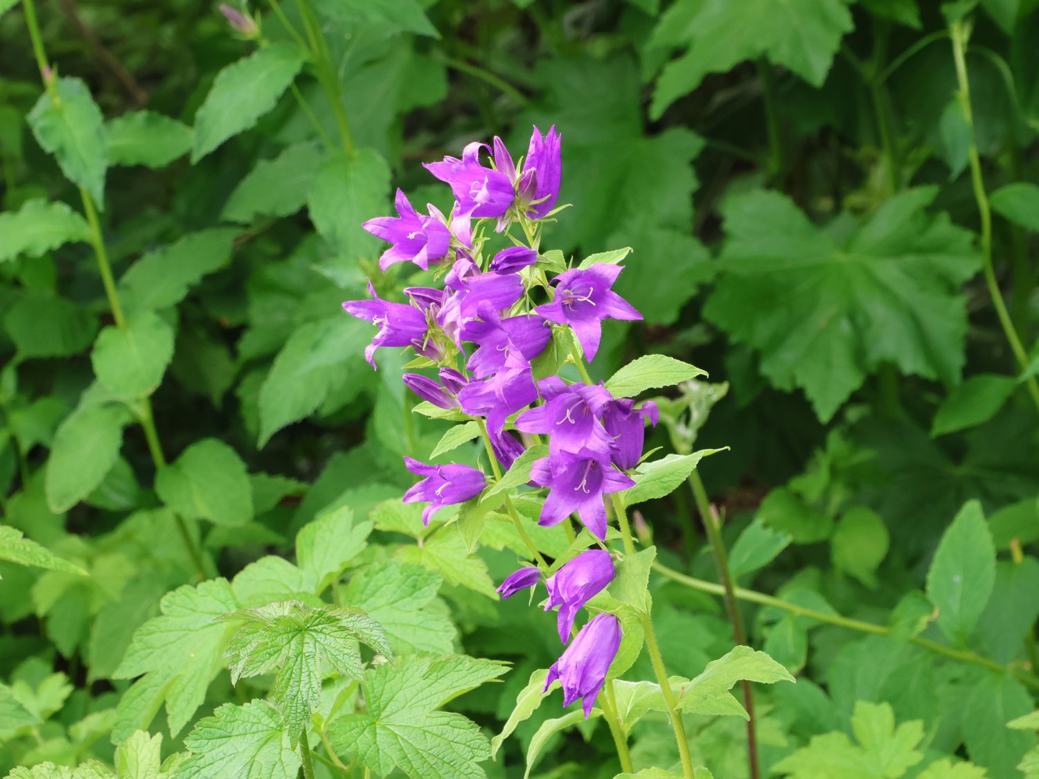 Sommergrüne Pflanzen
