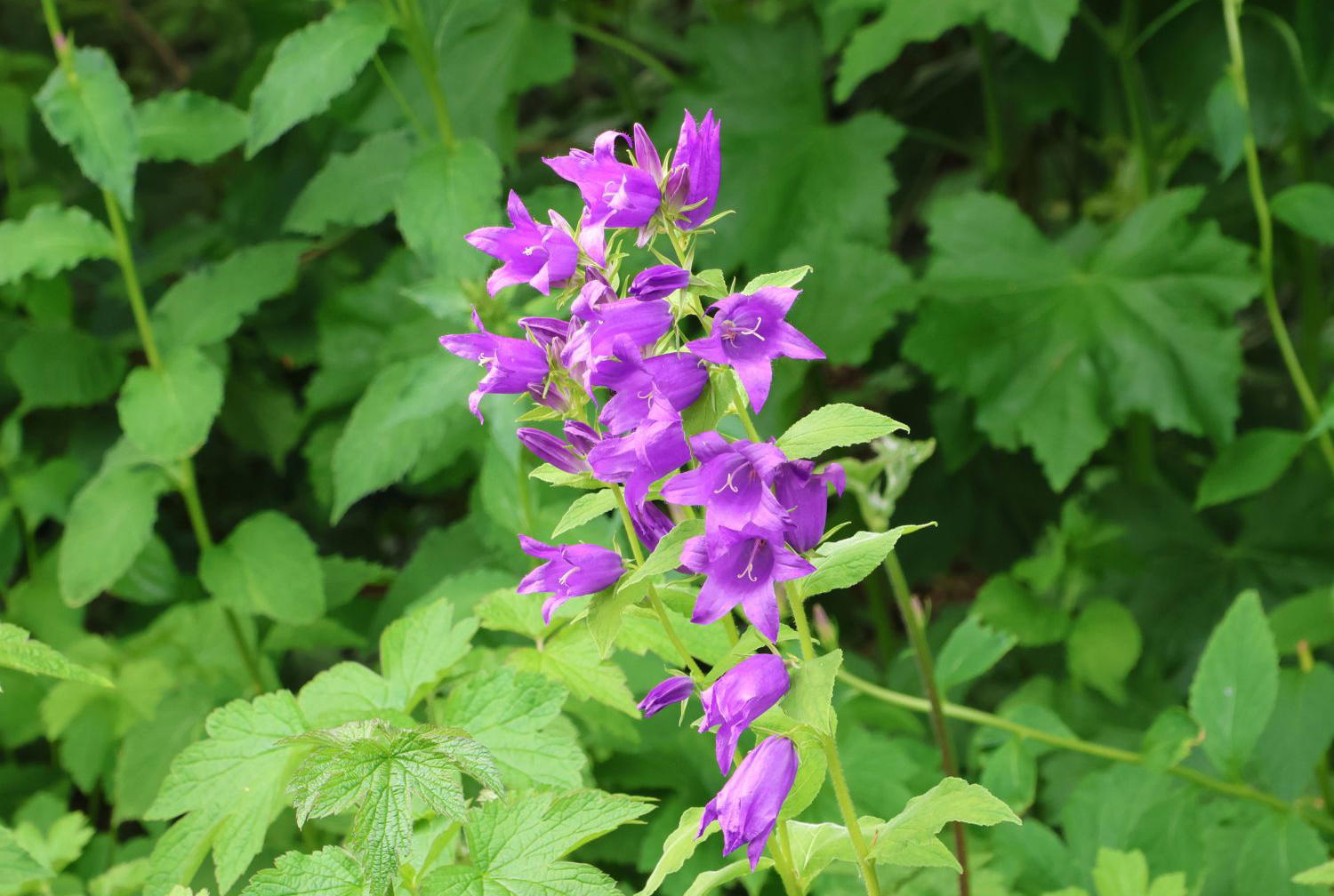 Sommergrüne Pflanzen