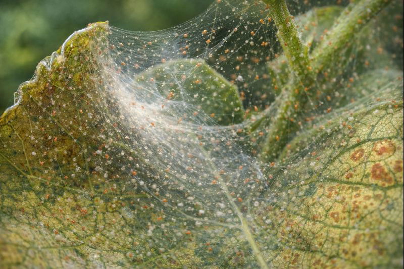 Spinnmilben: Erkennen und bekämpfen