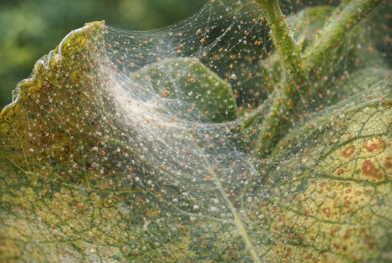 Spinnmilben: Erkennen und bekämpfen