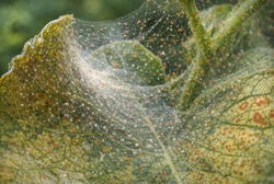 Spinnmilben: Erkennen und bekämpfen