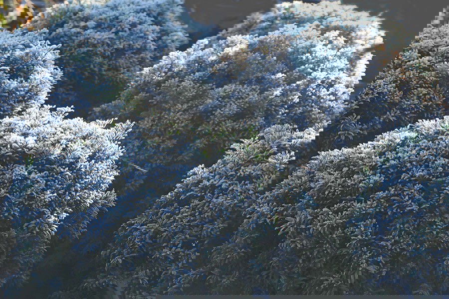 Winter im eigenen Garten: Optik, Arbeiten und Tipps