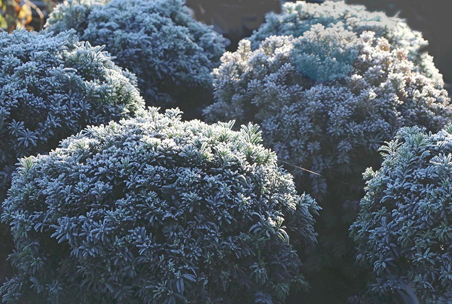 Winter im eigenen Garten: Optik, Arbeiten und Tipps