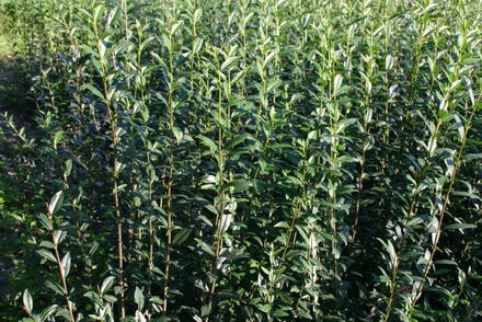 Laubgehölze wie Gemeiner Liguster bleiben auch im Winter grün.