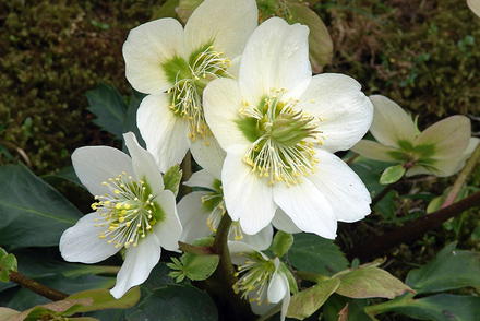 Die Frühblühende Garten Christrose 'Praecox' blüht von November bis Januar.