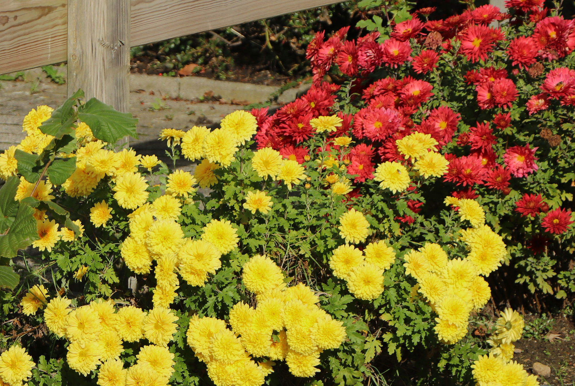 Winterastern pflanzen, pflegen und verwenden