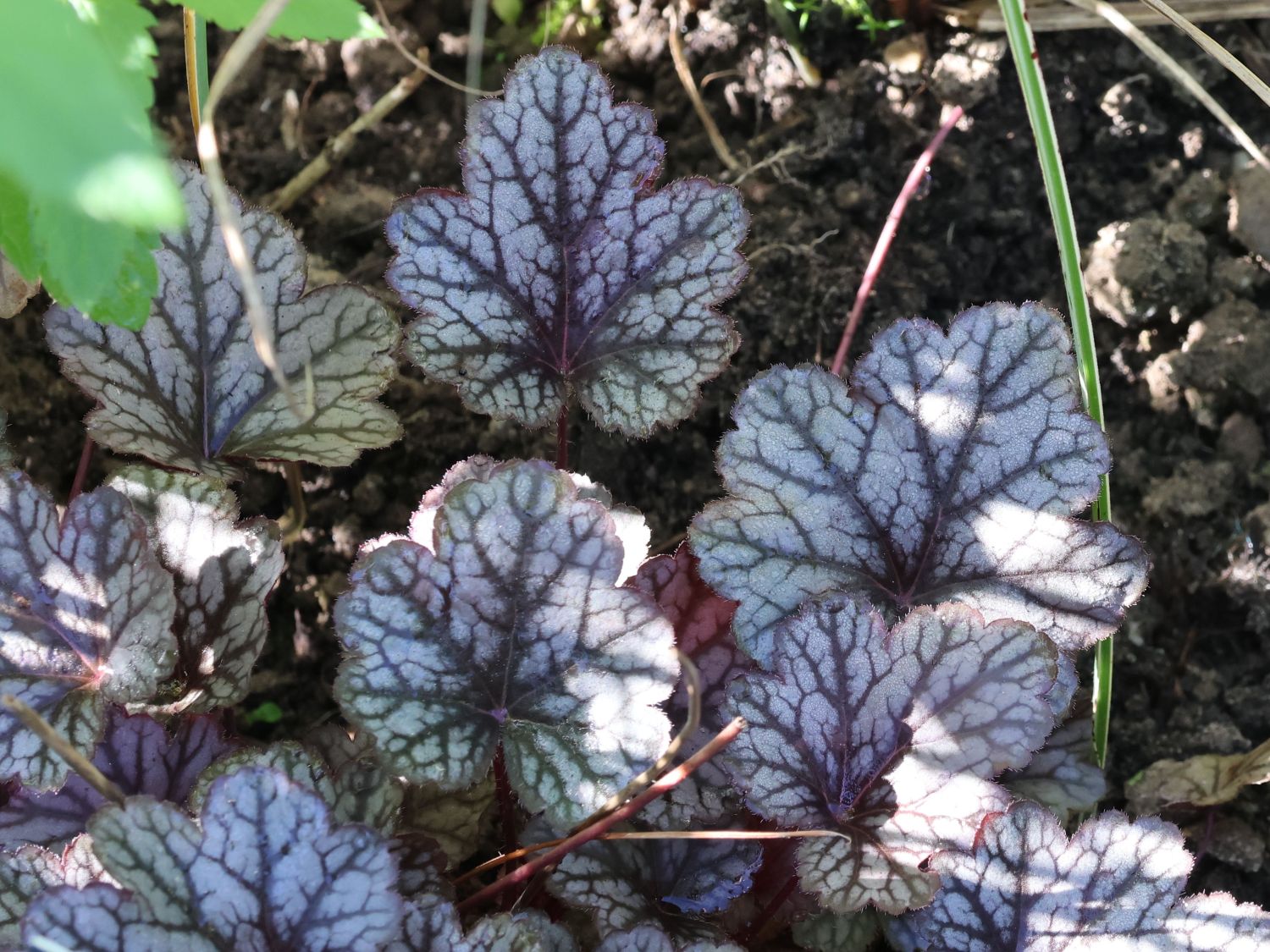 Wintergrüne Pflanzen