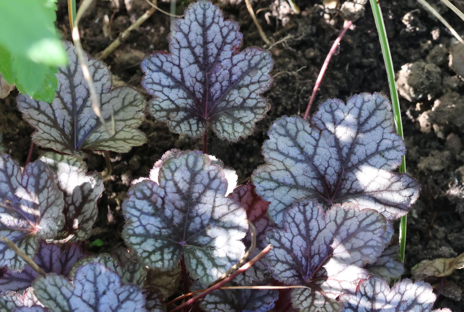 Wintergrüne Pflanzen