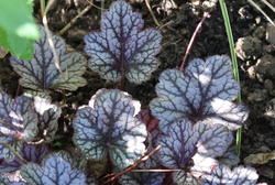 Wintergrüne Pflanzen