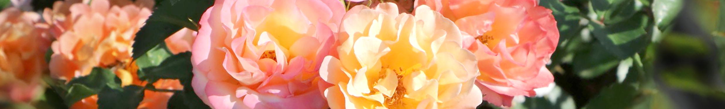 Rosen von ihrer schönsten Seite