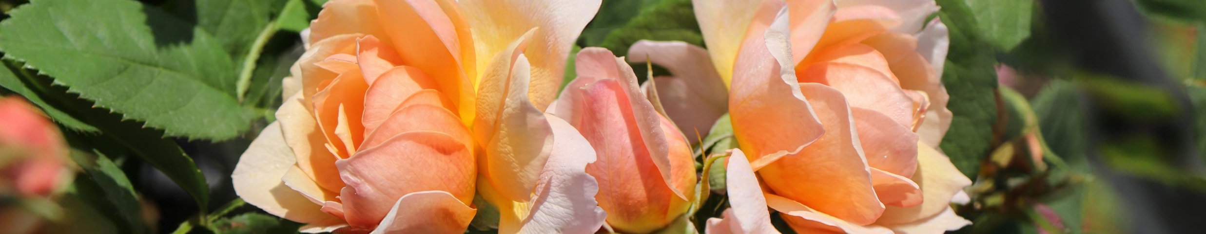 Rosen von ihrer schönsten Seite