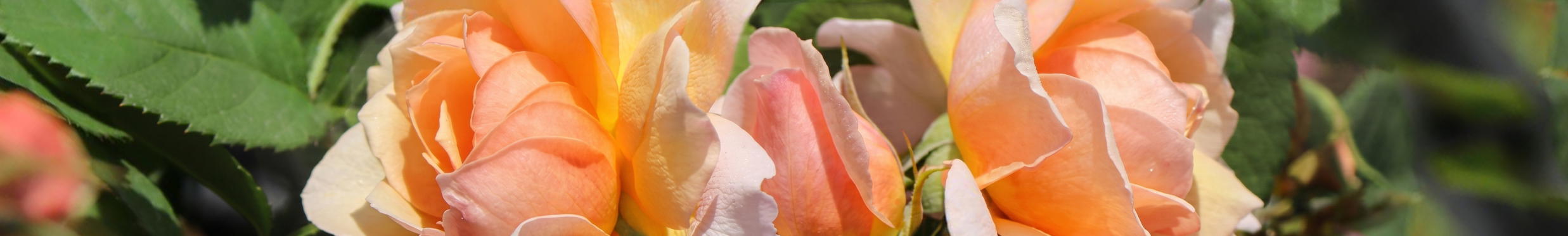 Rosen von ihrer schönsten Seite