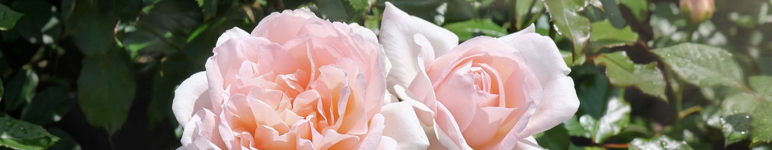 Rosen von ihrer schönsten Seite
