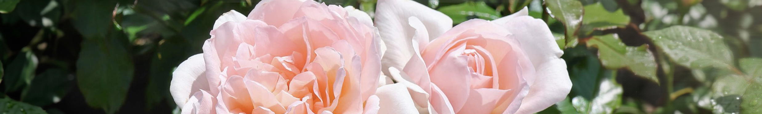 Rosen von ihrer schönsten Seite