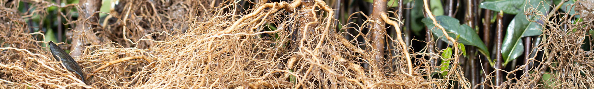 Kraftvolle Wurzelware