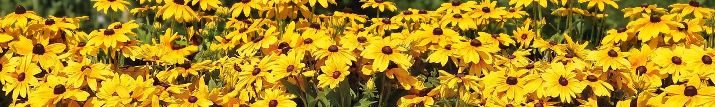 Sonnengeküsst