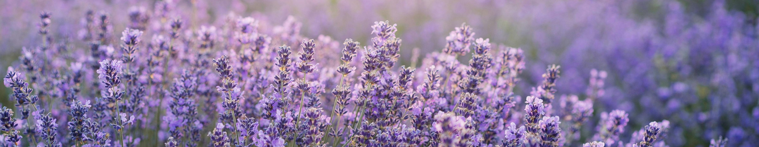 Echter Lavendel Felice