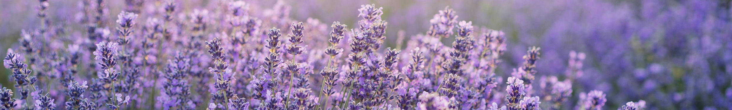 Echter Lavendel Felice