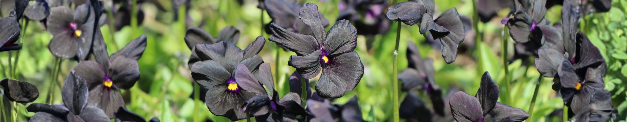 KEINE LUST AUF ROSAROT?