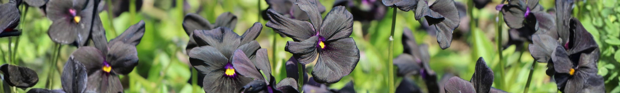 KEINE LUST AUF ROSAROT?