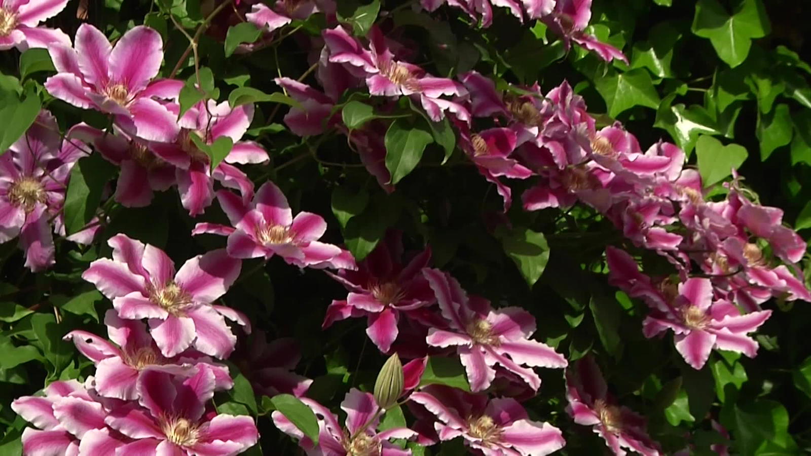 3 Clematis Nelly Moser Pflanzen - Rosa Kletterpflanzen Winterhart