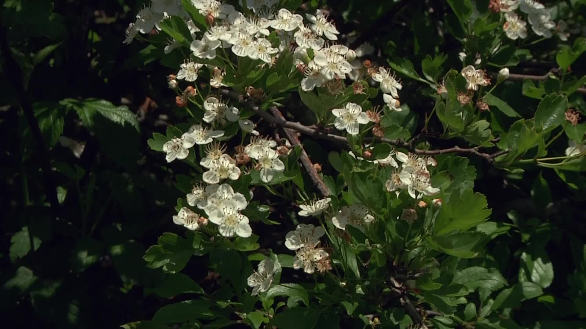 Videovorschau - Eingriffeliger Weißdorn - Crataegus monogyna