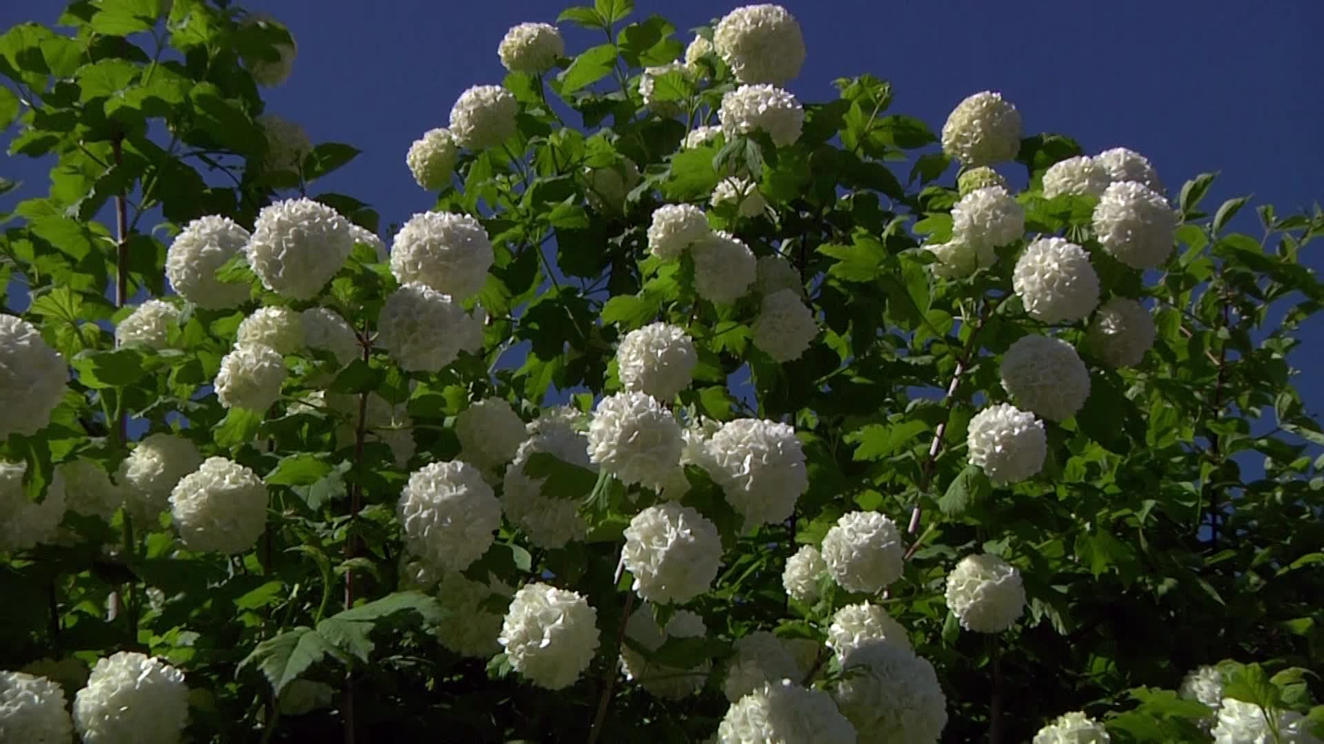 Gefüllter Schneeball / Echter Schneeball 'Roseum' Viburnum opulus
