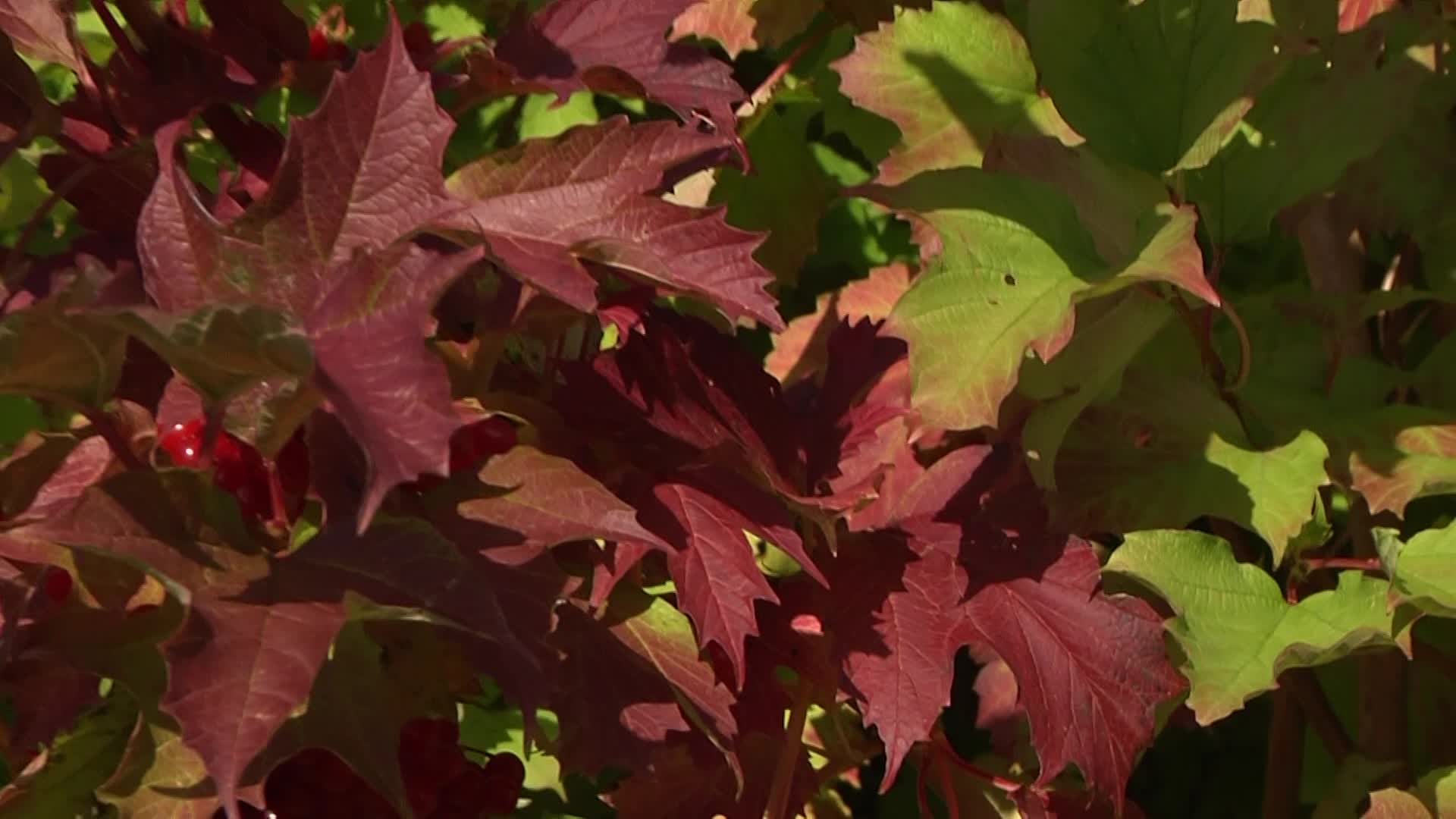 Videovorschau - Gemeiner Schneeball - Viburnum opulus
