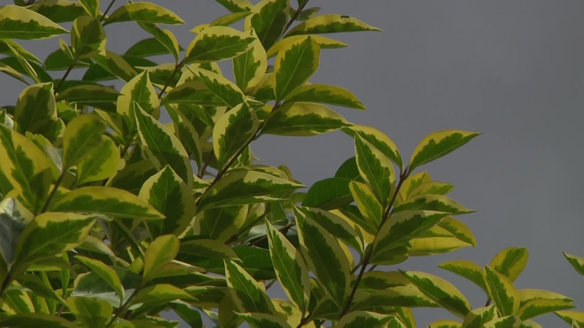 Videovorschau - Goldliguster 'Aureum' - Ligustrum ovalifolium 'Aureum'