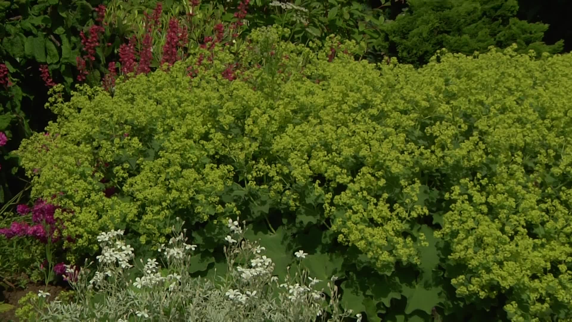 Videovorschau - Großblättriger Frauenmantel - Alchemilla mollis