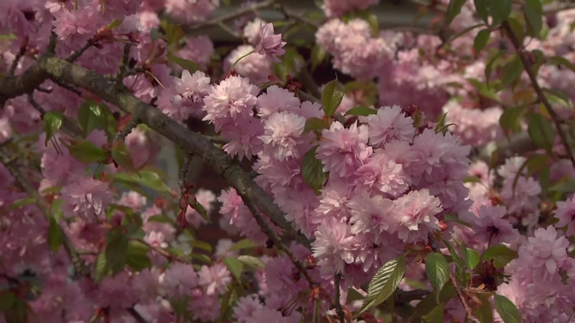 Videovorschau - Japanische Hänge-Nelkenkirsche 'Kiku-shidare-Zakura' - Prunus serrulata 'Kiku-shidare-Zakura'