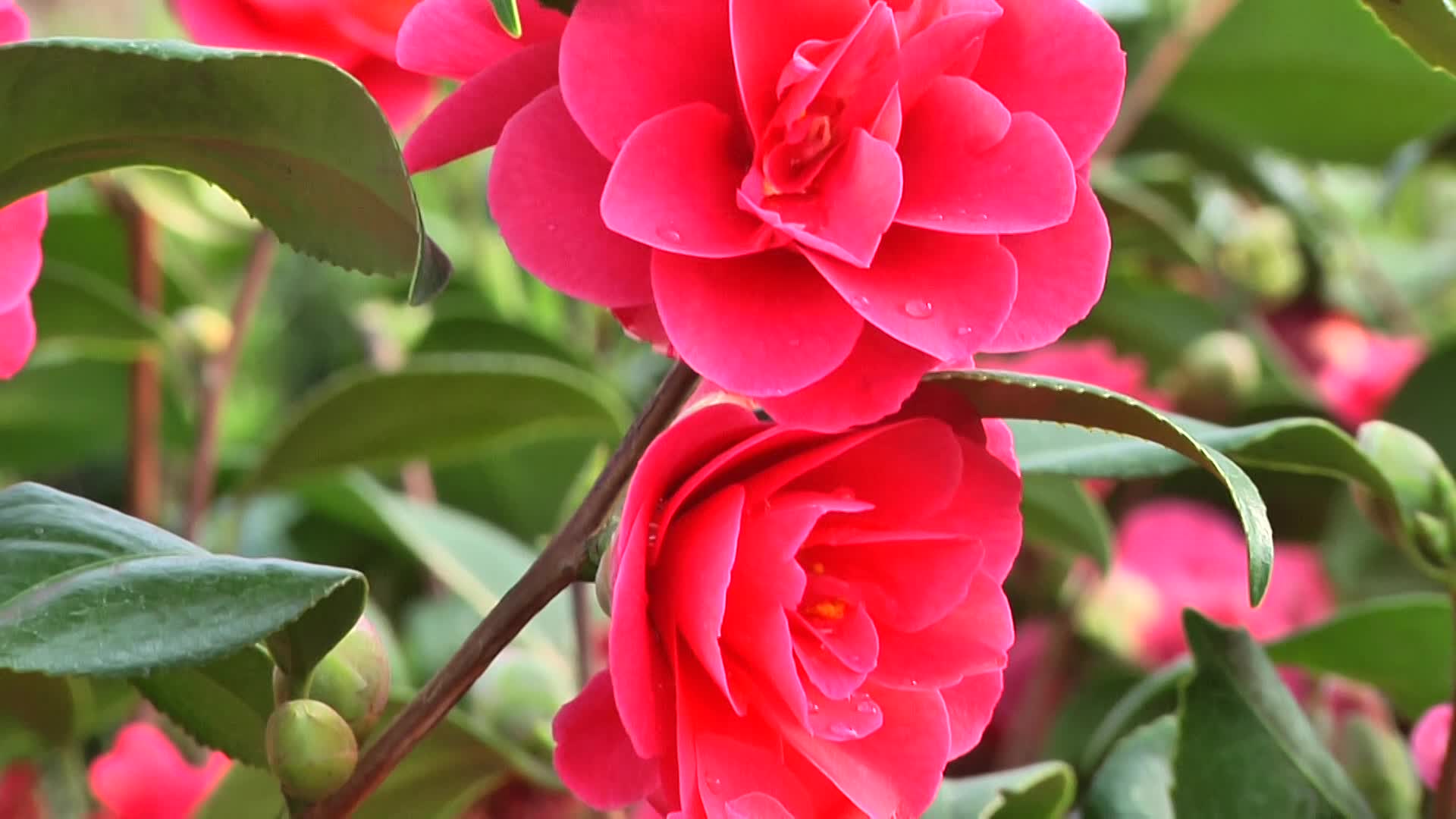 Videovorschau - Kamelie 'Mary Williams' - Camellia japonica 'Mary Williams'
