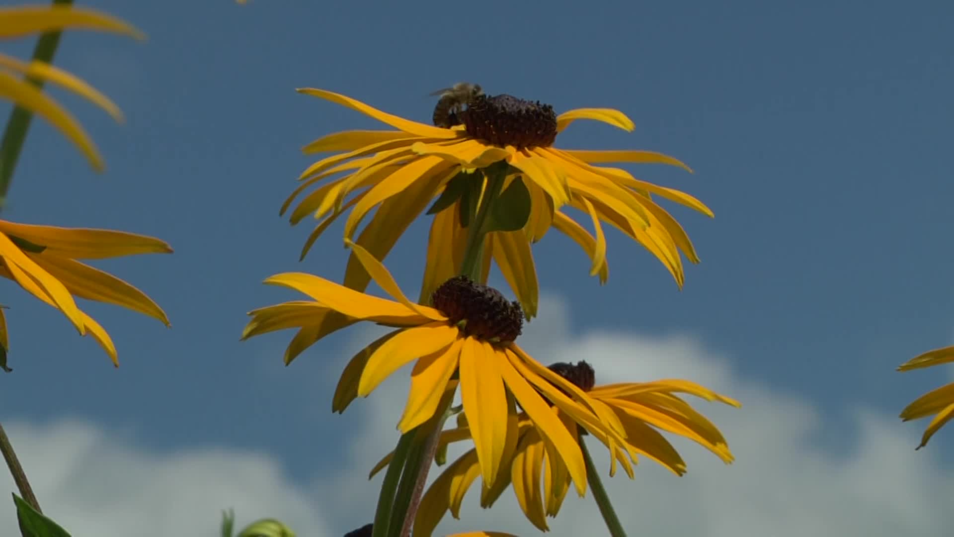 Videovorschau - Leuchtender Sonnenhut 'Goldsturm' - Rudbeckia fulgida var. sullivantii 'Goldsturm'