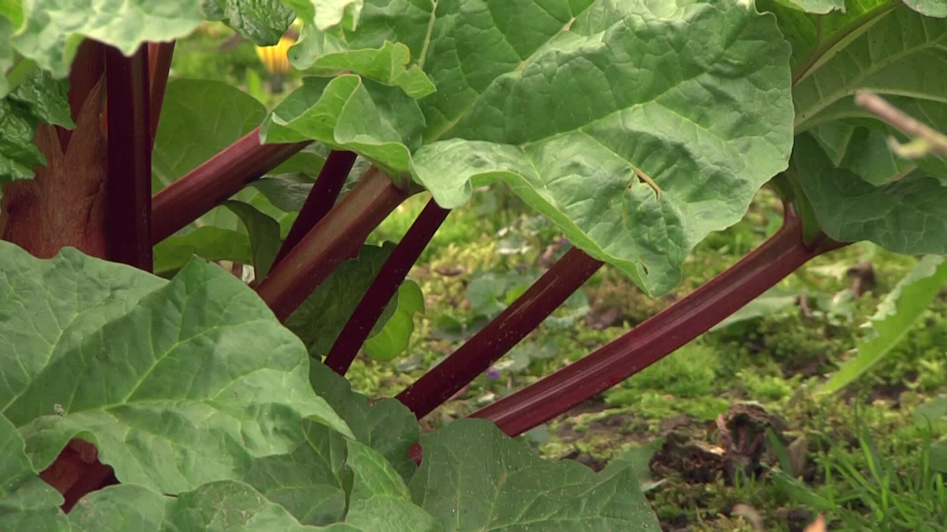 Videovorschau - Rhabarber 'Holsteiner Blut' - Rheum rhabarbarum 'Holsteiner Blut'