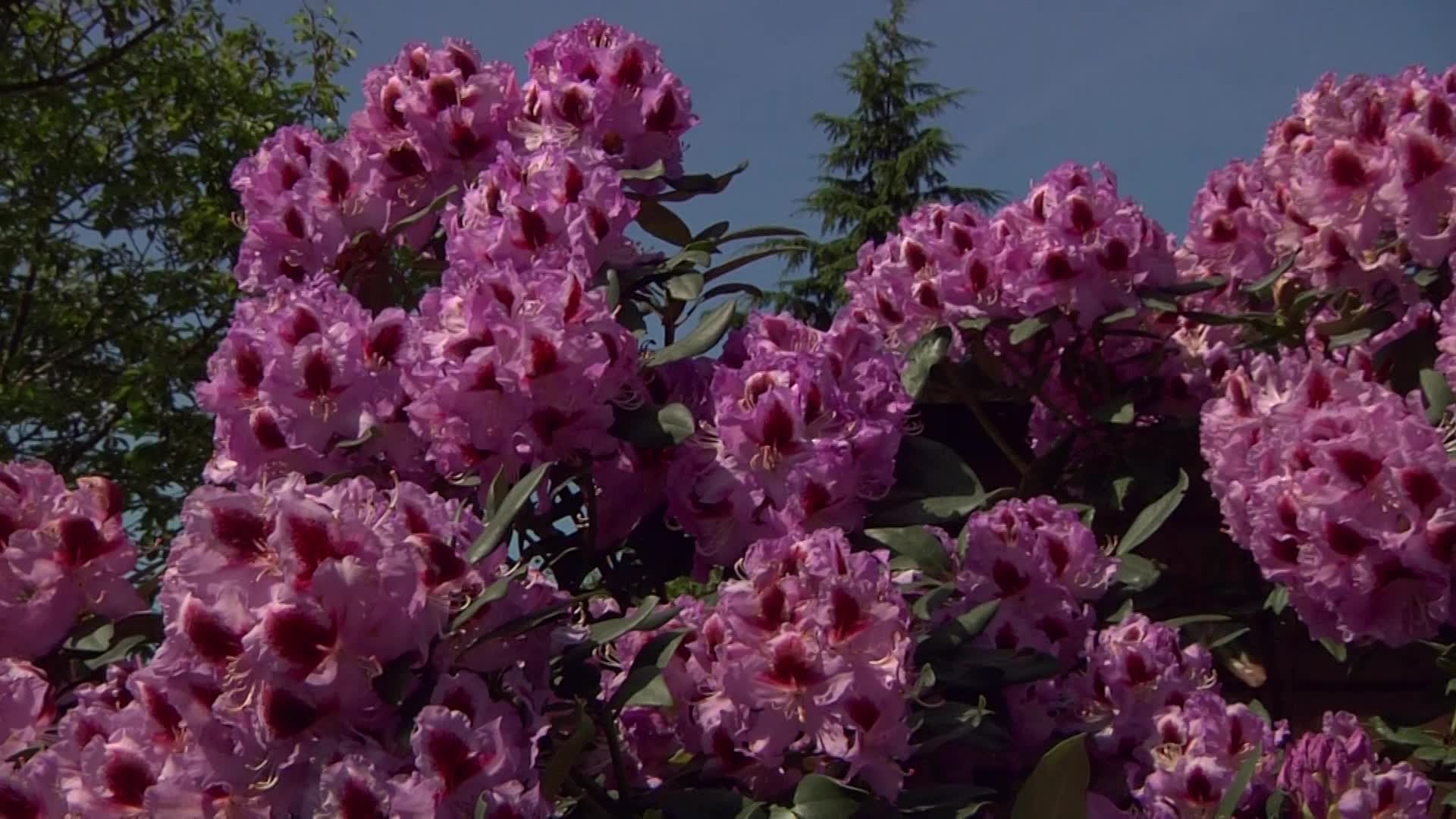 rhododendron rose Anna Rose Whitney main image 1